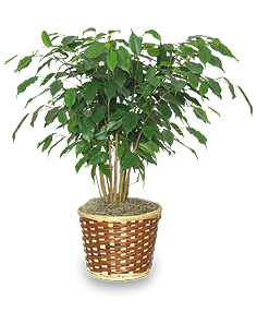 فیکوس بنجامین